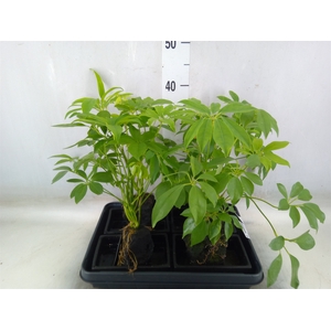 Arr.   Kamerplant Groen H%