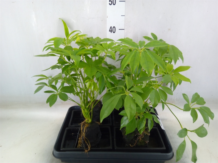 <h4>Arr.   Kamerplant Groen H%</h4>