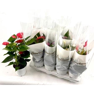 Anthu An Gem 4 Kl 4-5+++