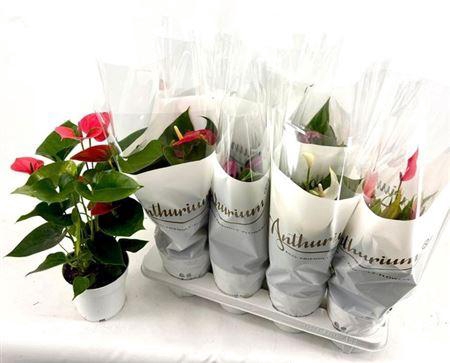 <h4>Anthu An Gem 4 Kl 4-5+++</h4>