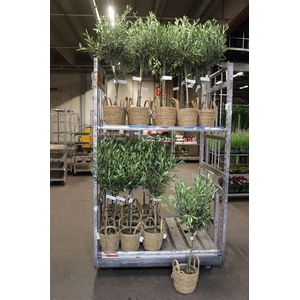 Olea Europaea In Hengselmand
