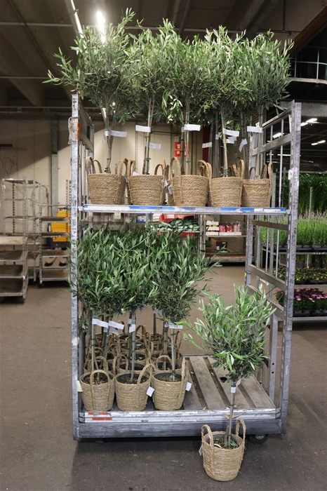 <h4>Olea Europaea In Hengselmand</h4>