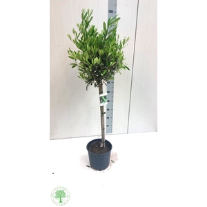 OLEA EUROPAEA