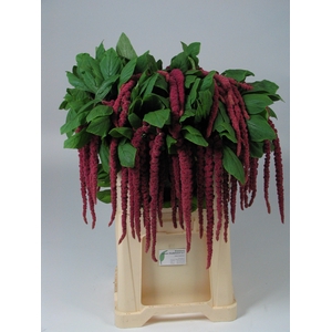 AMAR CA RED CORD