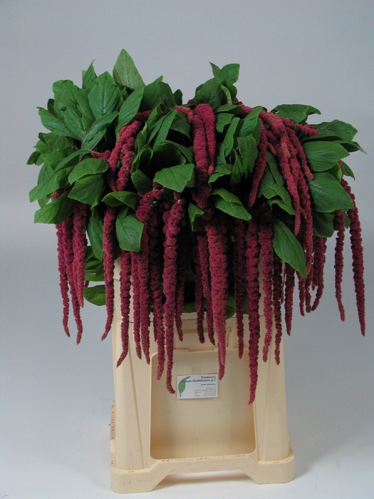 <h4>AMAR CA RED CORD</h4>