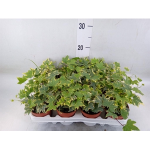 Hedera helix 'Yellow Ripple'