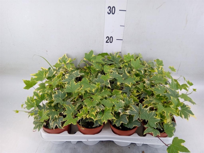 <h4>Hedera helix 'Yellow Ripple'</h4>