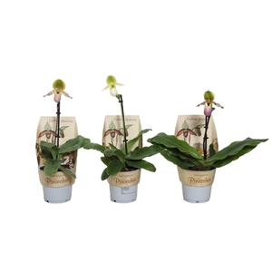 Potcover p12 Paphiopedilum Pinocchio mix 1T