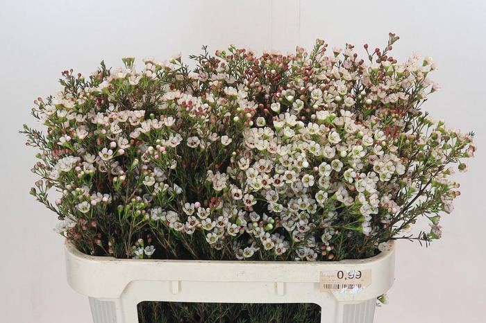 <h4>Chamelaucium Ella</h4>