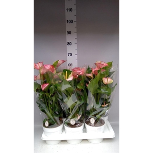 Anthurium andr. 'Livium Red'