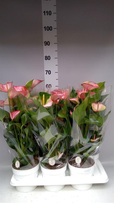 <h4>Anthurium andr. 'Livium Red'</h4>