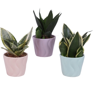 Sansevieria Compacta mix Ø09cm in Ø11cm Ceramic SE662