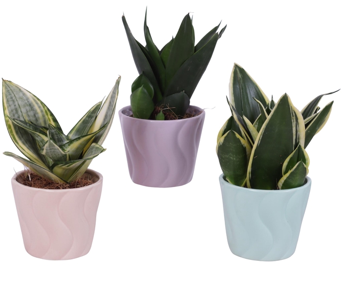 <h4>Sansevieria Compacta mix Ø09cm in Ø11cm Ceramic SE662</h4>