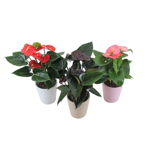 Anthurium Flamingomix 12cm in keramieken pot