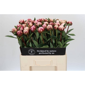 Paeonia sarah bernhardt