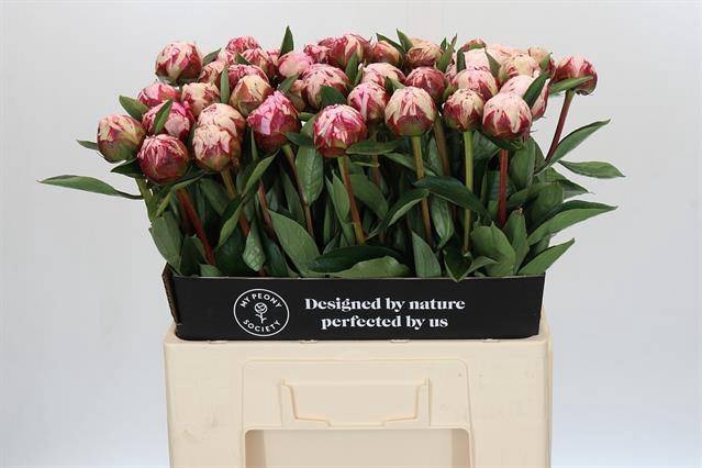 <h4>Paeonia sarah bernhardt</h4>