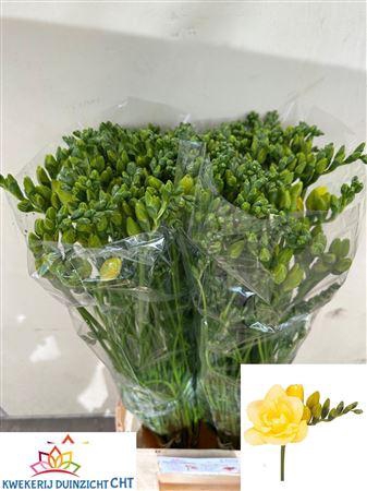 <h4>Fr Du Grandeur</h4>