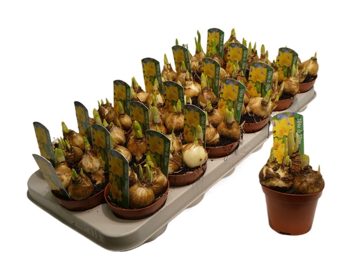 <h4>arr8 Narcis O Tete A Tete+label</h4>