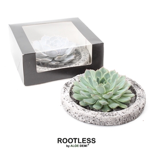 ROOTLESS Echeveria, Koala bowl - black box