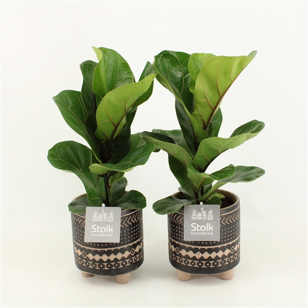 <h4>Ficus Lyrata in Maya keramiek</h4>