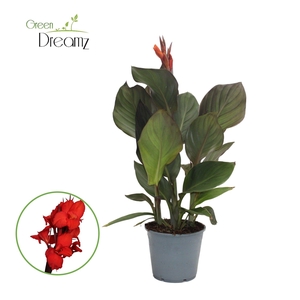 Canna Atlantic Beauty Met Bloem p 14