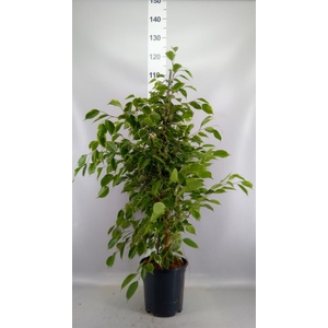 Ficus benja. 'Golden King'