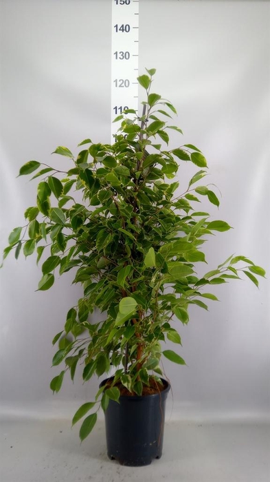 <h4>Ficus benja. 'Golden King'</h4>