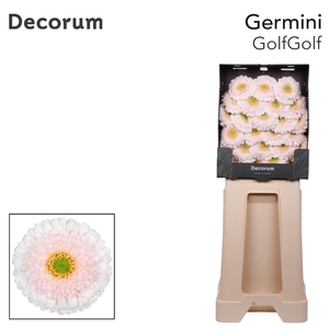 Germini Pomponi Golfgolf Diamond