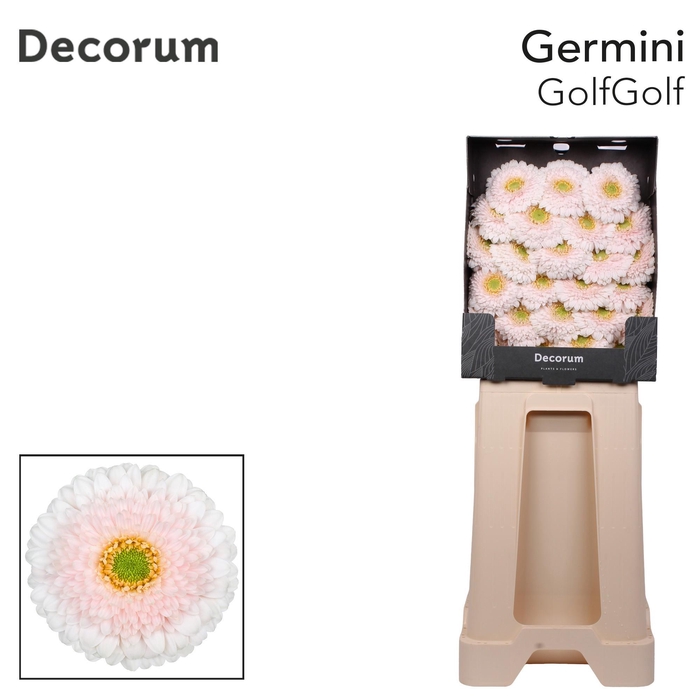 <h4>Germini Pomponi Golfgolf Diamond</h4>