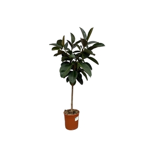 Ficus Elastica Robusta op stam - 110cm