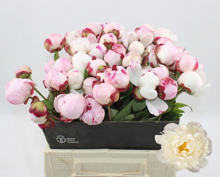 <h4>PAEO L GARDENIA</h4>