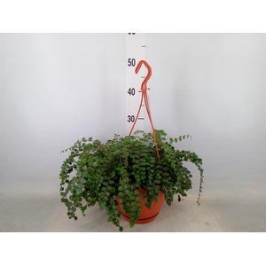 Pellaea rotundifolia