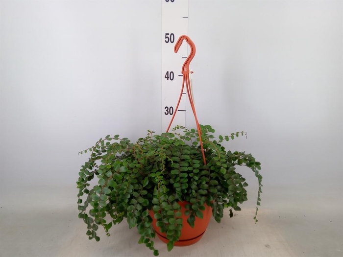 <h4>Pellaea rotundifolia</h4>