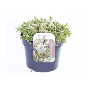 Arabis f-c Old Gold