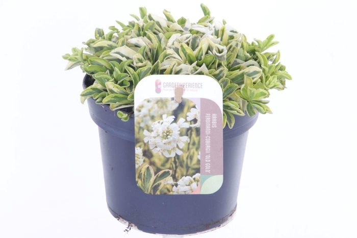 <h4>Arabis f-c Old Gold</h4>