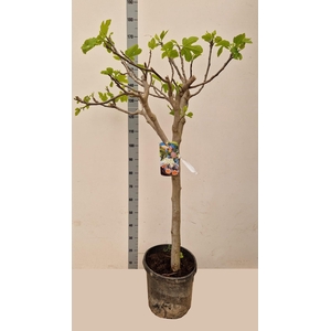 FICUS CARICA