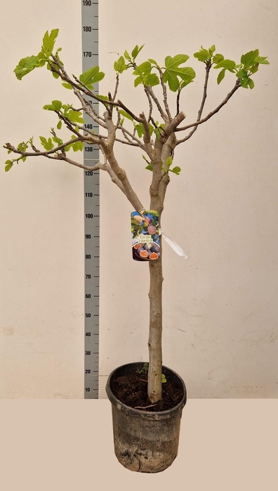 <h4>FICUS CARICA</h4>