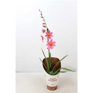 Cambria 'Nelly Isler' roze 1 tak 12 cm