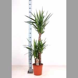 YUCCA