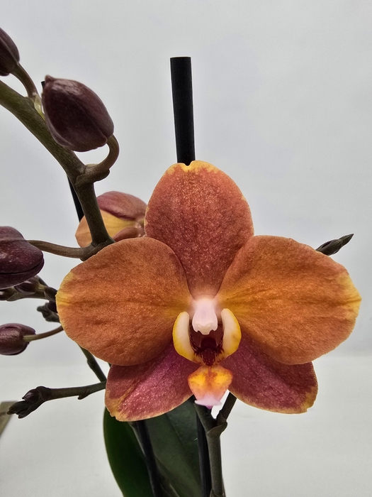 <h4>Limited 53 week 10</h4>