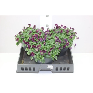 Viola Cornuta Carmine Purple
