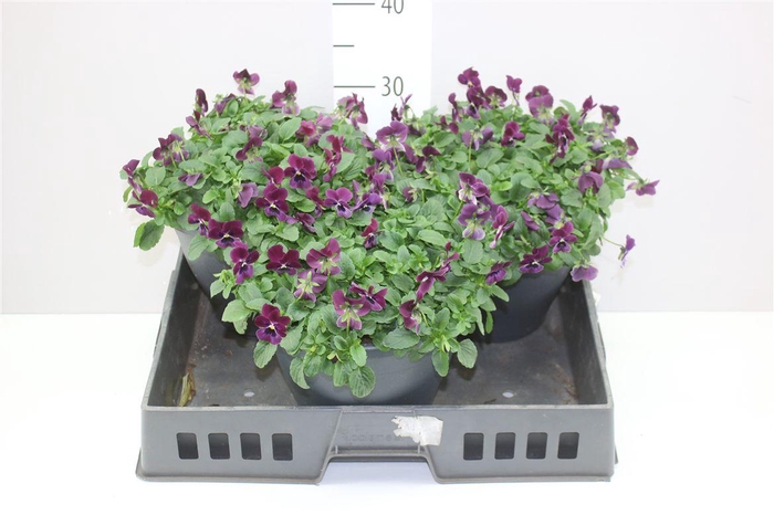 <h4>Viola Cornuta Carmine Purple</h4>
