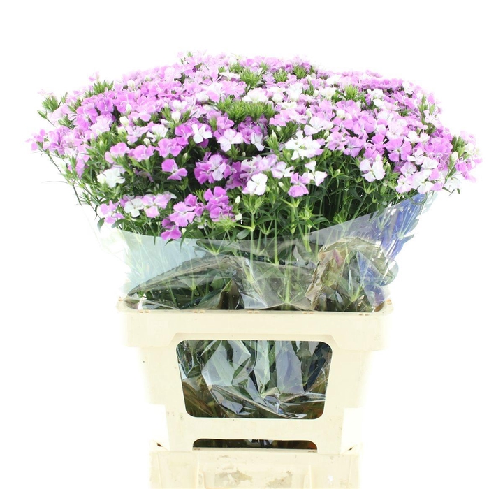 <h4>DI BARB AM LAVEN MAG</h4>