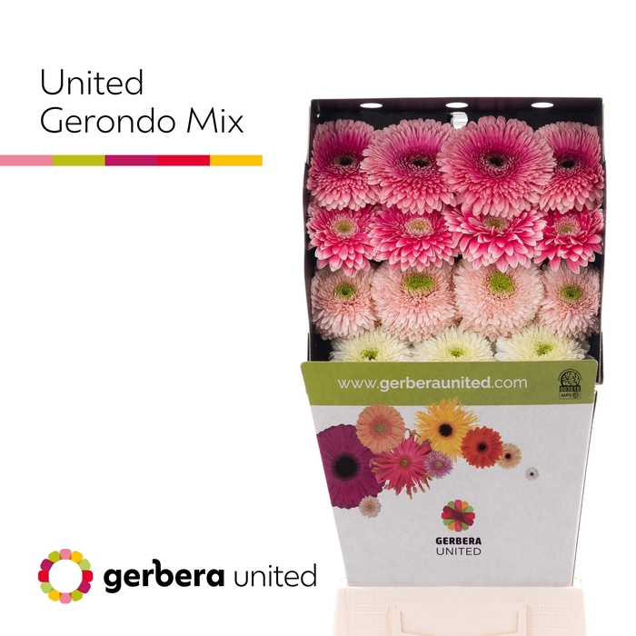 <h4>Gerbera Pomponi Mix Pomponi Diamond</h4>