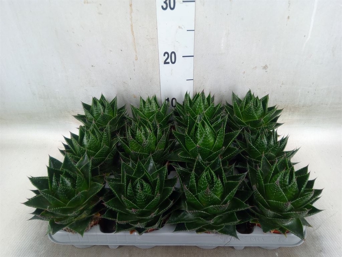 <h4>Aloe aristata 'Cosmo'</h4>