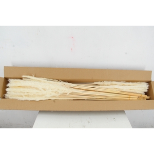 DF Pampas Silvy Bs(10p) Bleach