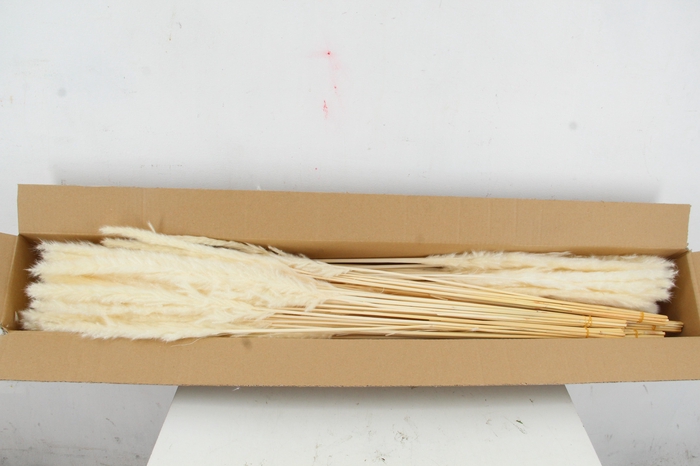 <h4>DF Pampas Silvy Bs(10p) Bleach</h4>