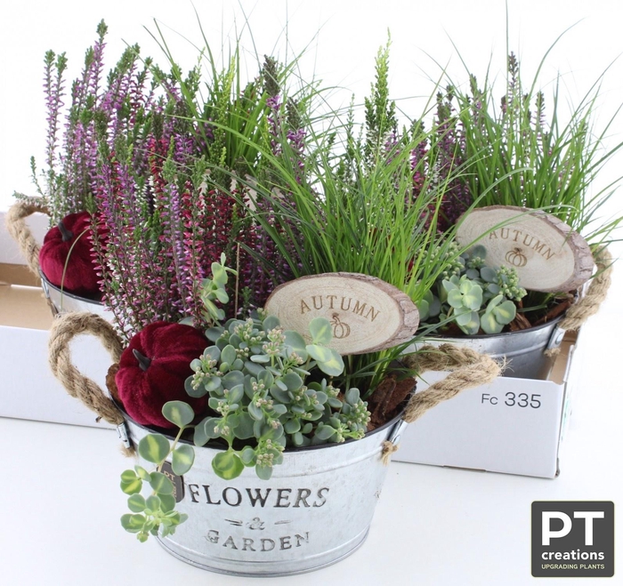 <h4>ARR TUINPLANTEN</h4>