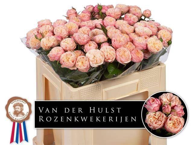 <h4>ROSA TR 'ROYAL BLUSH'</h4>