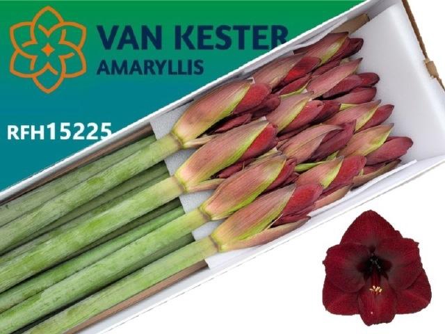 <h4>Hipp Ga Night Fever</h4>